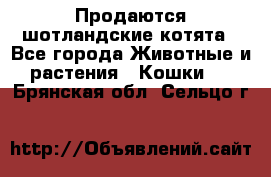 Продаются шотландские котята - Все города Животные и растения » Кошки   . Брянская обл.,Сельцо г.